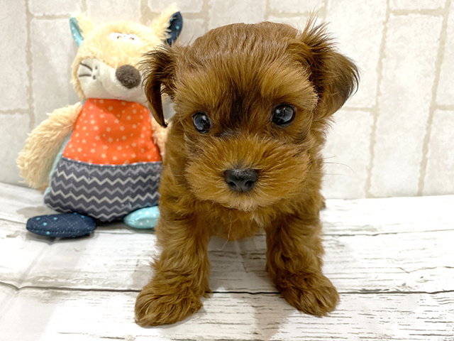 トイプードル ヨークシャーテリア ミックス 中野店 P S First 子犬や子猫を最優先に考えたペットショップ