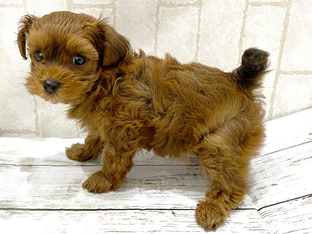 トイプードル ヨークシャーテリア ミックス 中野店 P S First 子犬や子猫を最優先に考えたペットショップ