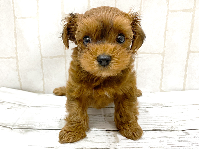 トイプードル ヨークシャーテリア ミックス 中野店 P S First 子犬や子猫を最優先に考えたペットショップ