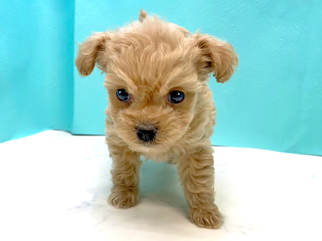 チワワ トイプードル ミックス 大高店 P S First 子犬や子猫を最優先に考えたペットショップ