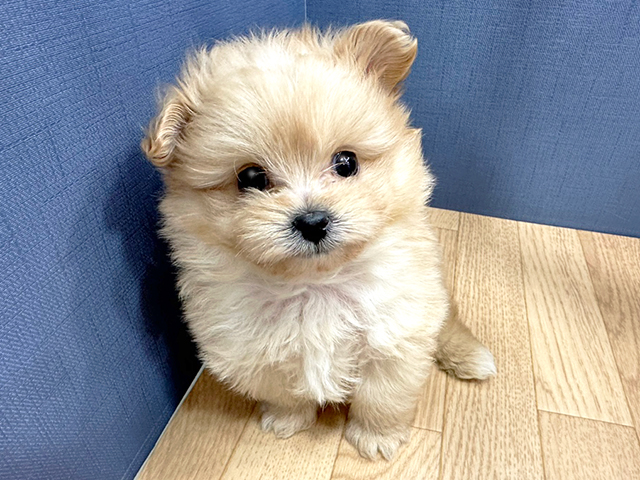 ポメラニアン トイプードル ミックス ららぽーとtokyo Bay店 P S First 子犬や子猫を最優先に考えたペットショップ