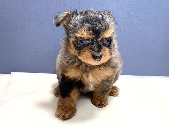 チワワ トイプードル ミックス 池袋店 P S First 子犬や子猫を最優先に考えたペットショップ