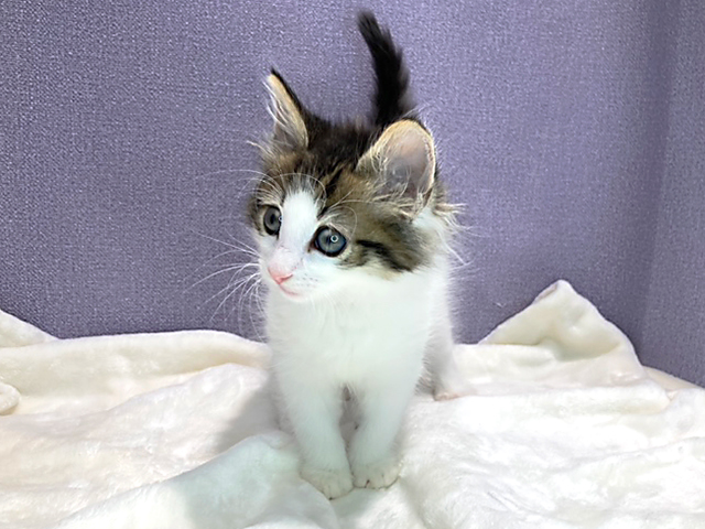 ノルウェージャンフォレストキャット