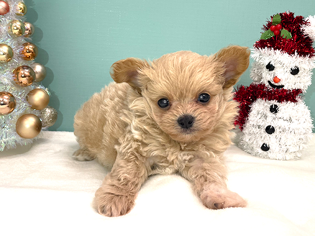 チワワ トイプードル ミックス 茶屋町店 P S First 子犬や子猫を最優先に考えたペットショップ