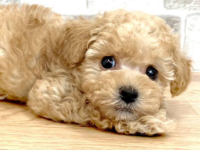 トイプードル 橿原店 P S First 子犬や子猫を最優先に考えたペットショップ トイプードル 橿原店 P S First 子犬や子猫を最優先に考えたペットショップ