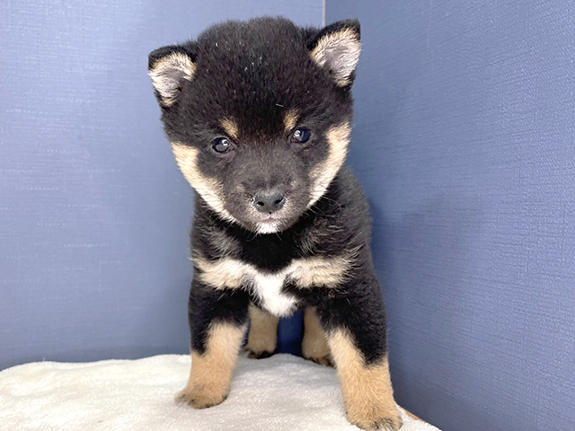 豆柴 おゆみ野店 P S First 子犬や子猫を最優先に考えたペットショップ