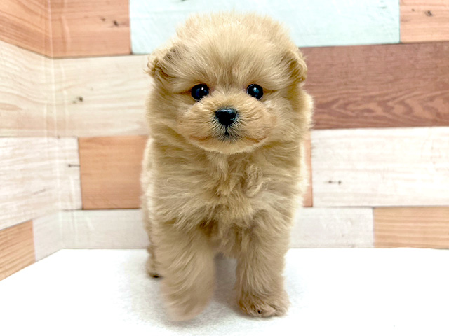 ポメラニアン トイプードル ミックス 心斎橋本店 P S First 子犬や子猫を最優先に考えたペットショップ