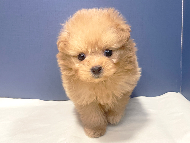 ポメラニアン トイプードル ミックス 池袋店 P S First 子犬や子猫を最優先に考えたペットショップ