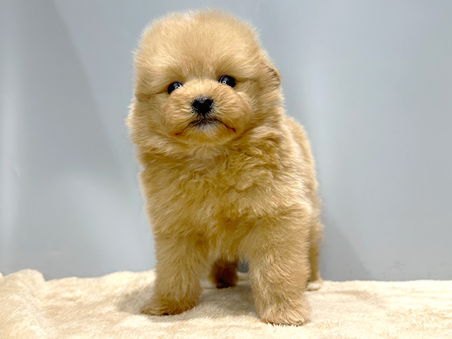 ポメラニアン トイプードル ミックス 原宿店 P S First 子犬や子猫を最優先に考えたペットショップ