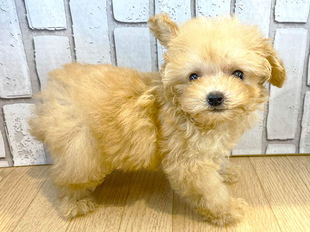 kleinspitz toy poodle mix for sale