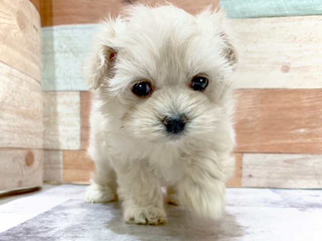 富士宮店 静岡県イオン富士宮ショッピングセンター1階 ペテモ内のペットショップ P S First 子犬や子猫を最優先に考えたペットショップ