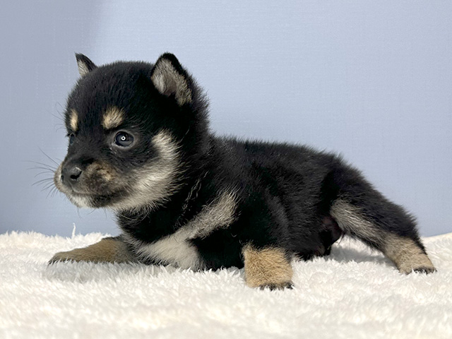 豆柴 原宿店 P S First 子犬や子猫を最優先に考えたペットショップ