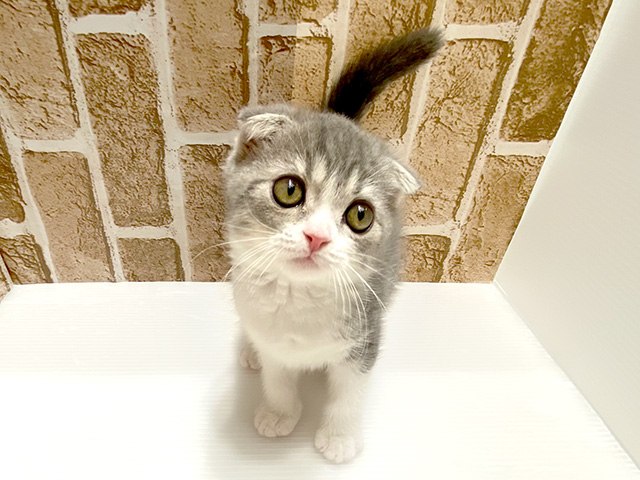 フォールデックス 神戸三宮センター街店 │ペッツファースト公式