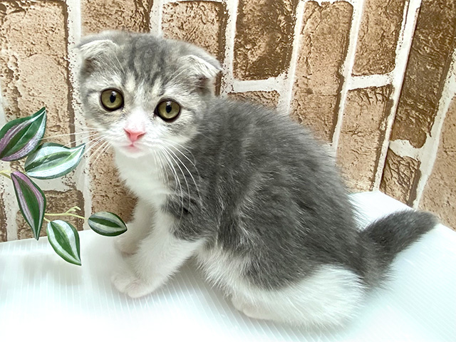 フォールデックス 神戸三宮センター街店 │ペッツファースト公式