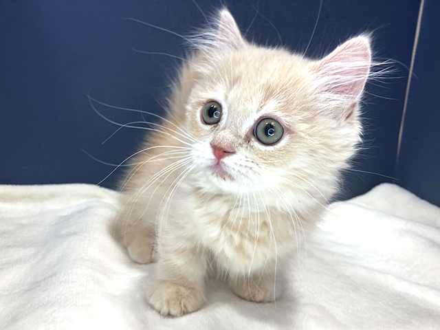 マンチカン 新宿店 P S First 子犬や子猫を最優先に考えたペットショップ