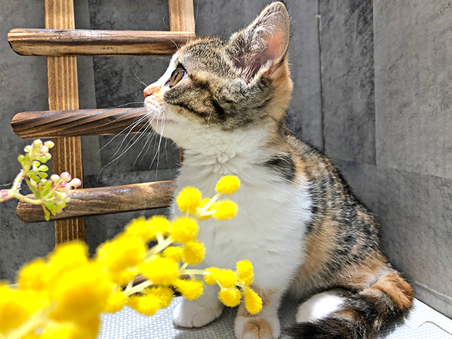 マンチカン Petemoレイクタウンmori店 P S First 子犬や子猫を最優先に考えたペットショップ