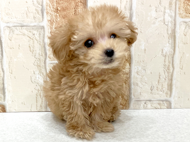 トイプードル(ティーカッププードル)│お台場店│P's-first│子犬や 