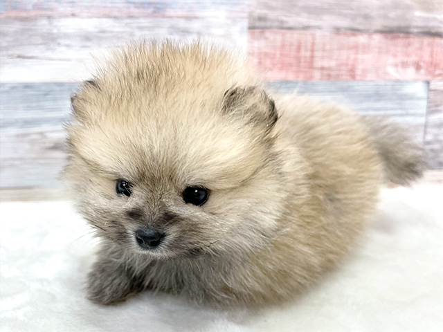 ポメラニアン