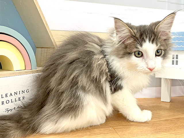 ノルウェージャンフォレストキャット