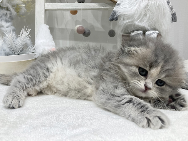 スコティッシュフォールド
