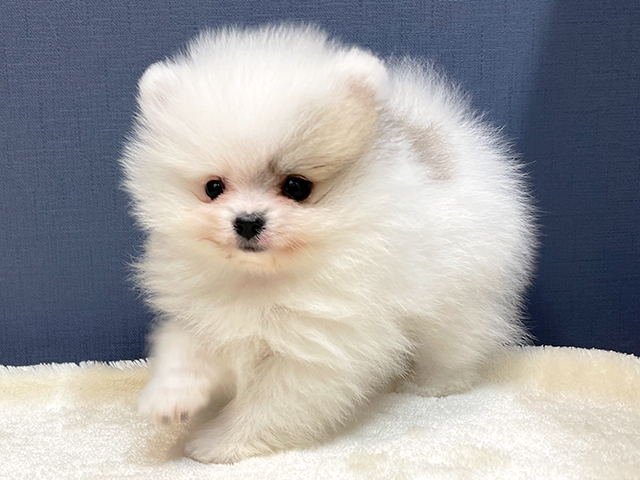 ポメラニアン