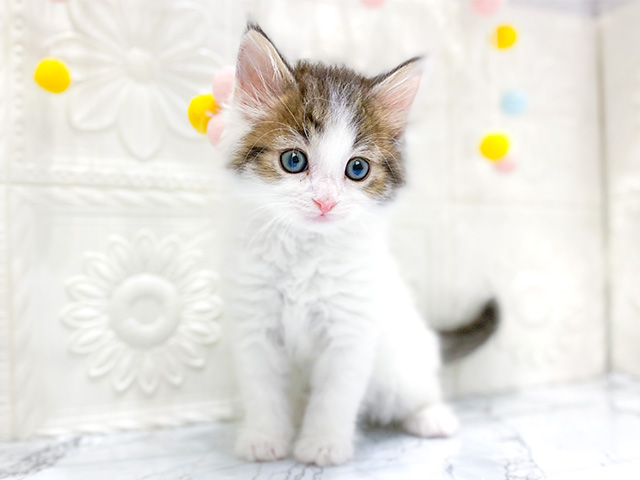 ノルウェージャンフォレストキャット