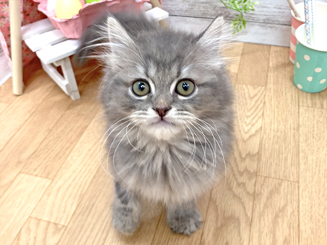 サイベリアン