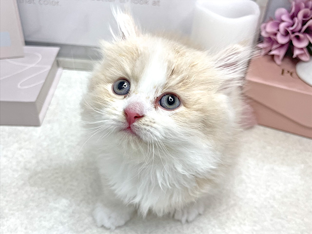 マンチカン