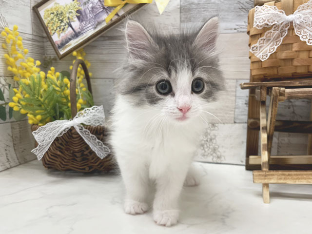ノルウェージャンフォレストキャット