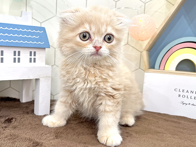スコティッシュフォールド