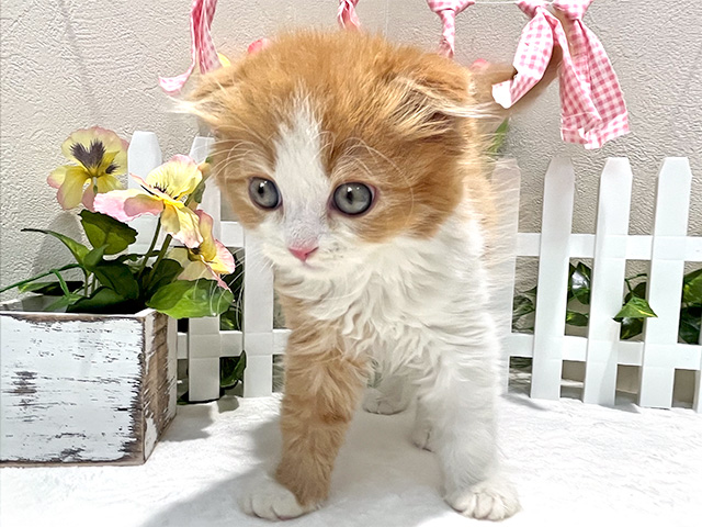 スコティッシュフォールド