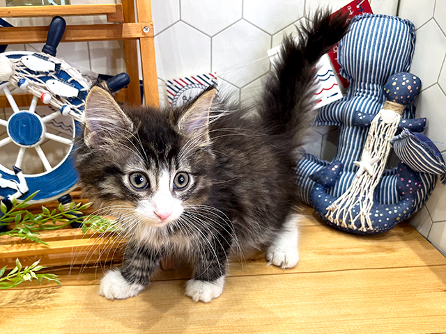 ノルウェージャンフォレストキャット