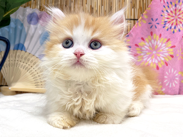 マンチカン