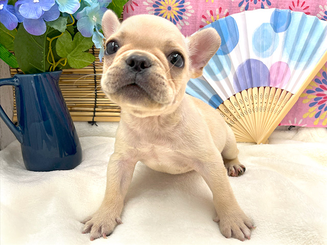 フレンチブルドッグ