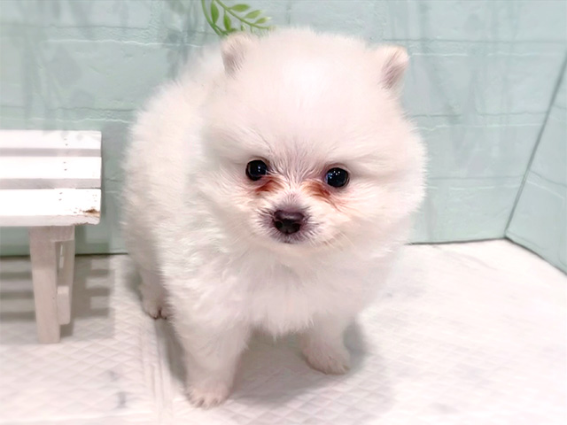 ポメラニアン
