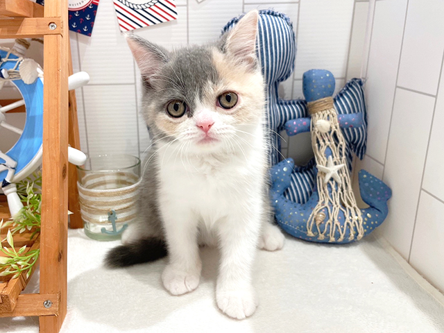 ブリティッシュショートヘアー