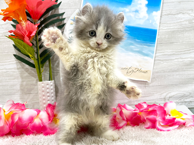 アメリカンカール for cats横浜元町店 │ペッツファースト公式サイト
