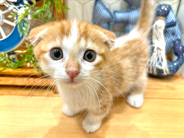 マンチカン