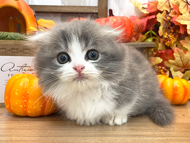 マンチカン