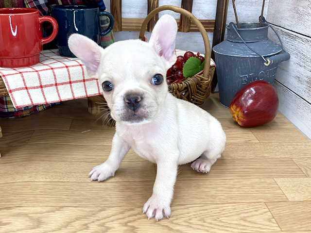 フレンチブルドッグ