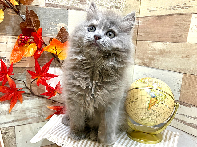 サイベリアン