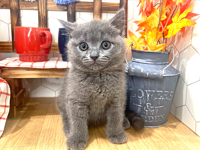 ブリティッシュショートヘアー
