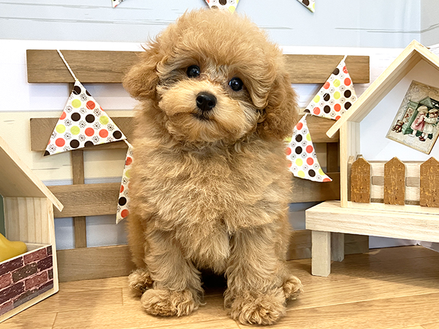 広島県のトイプードル (ペッツファースト広島祇園店/2023年8月4日生まれ/男の子/アプリコット)の子犬