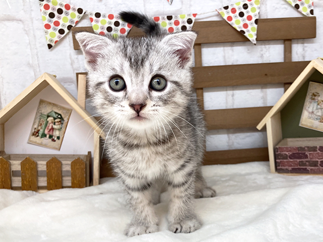 鳥取県のスコティッシュフォールド (ペッツファースト日吉津店/2023年8月17日生まれ/男の子/シルバータビー)の子猫