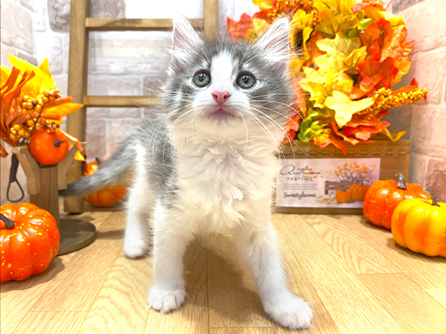ノルウェージャンフォレストキャット