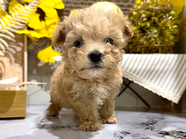 広島県のハーフ犬 (ペッツファースト宇品店/2023年8月20日生まれ/男の子/アプリコット)の子犬