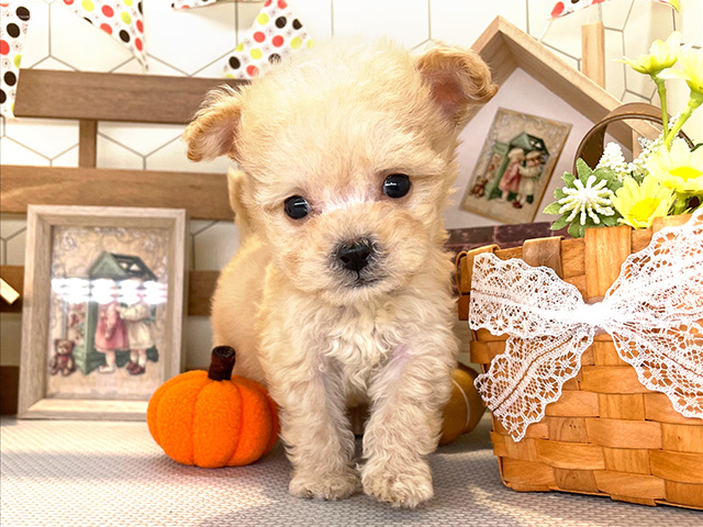 茨城県のハーフ犬 (ペッツファースト土浦店/2023年8月20日生まれ/男の子/アプリコット)の子犬