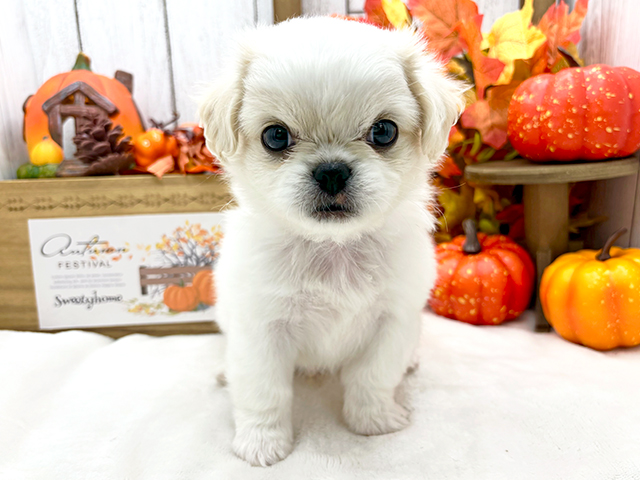茨城県のハーフ犬 (ペッツファースト土浦店/2023年8月31日生まれ/男の子/ホワイト(白))の子犬