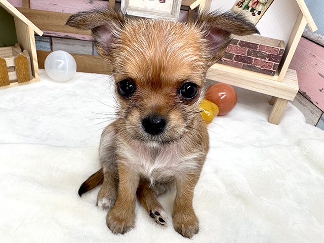 千葉県のハーフ犬 (ペッツファースト稲毛店/2023年8月31日生まれ/女の子/フォーン)の子犬