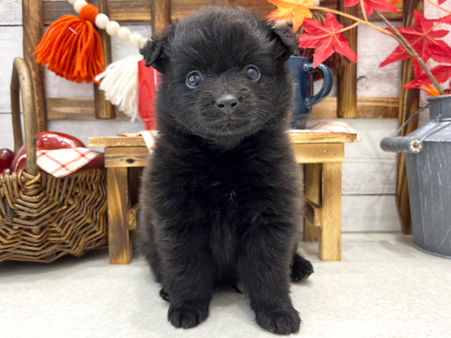 茨城県のポメプー (ペッツファースト土浦店/2023年9月4日生まれ/男の子/ブラック(黒))の子犬